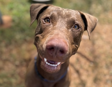 Pet of the Week